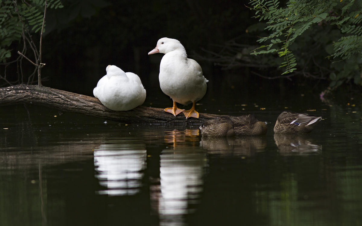 Deux oies blanches près d'un cours d'eau
