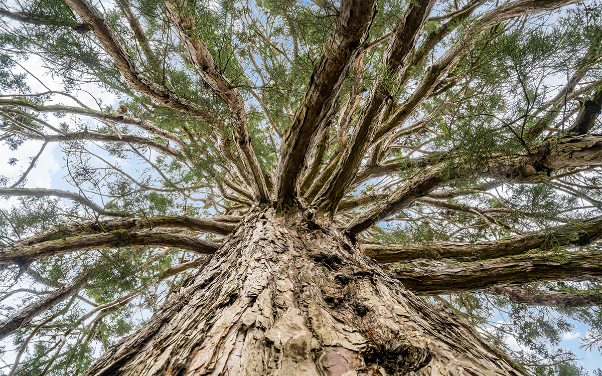 Les arbres de Paris, hôtes de la biodiversité