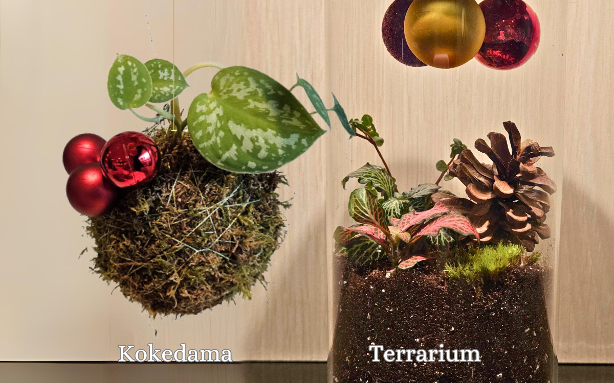 Atelier kokedama et terrarium de Noël