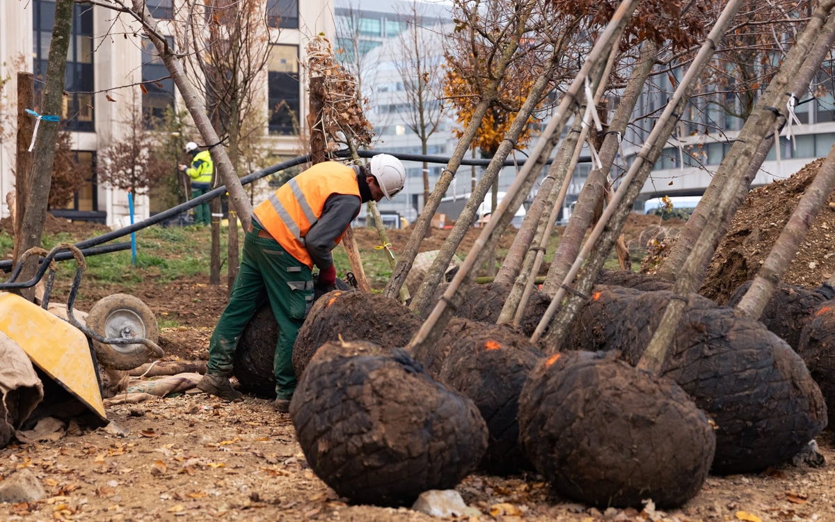 Plus de 450 arbres vont être plantés place de Catalogne.  