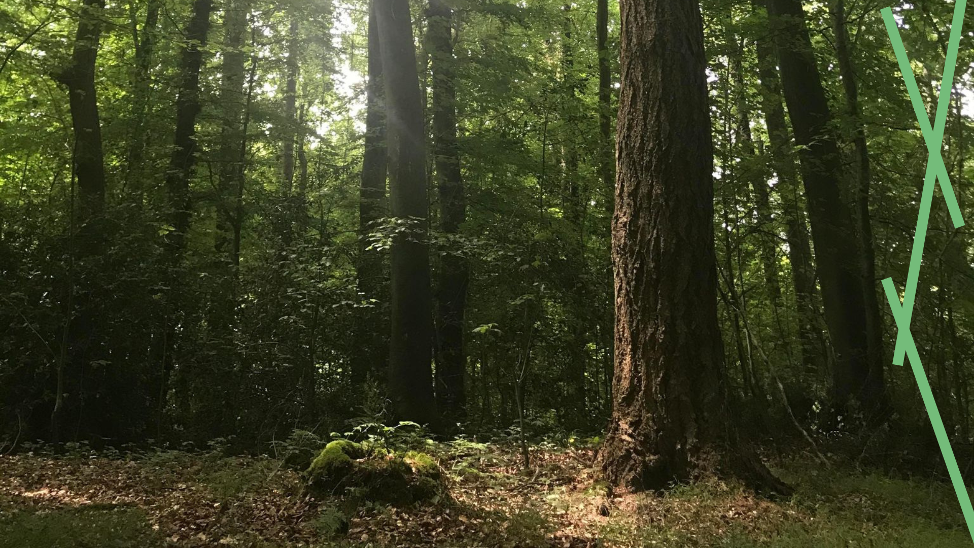 Nous étions la forêt - Agathe Charnet