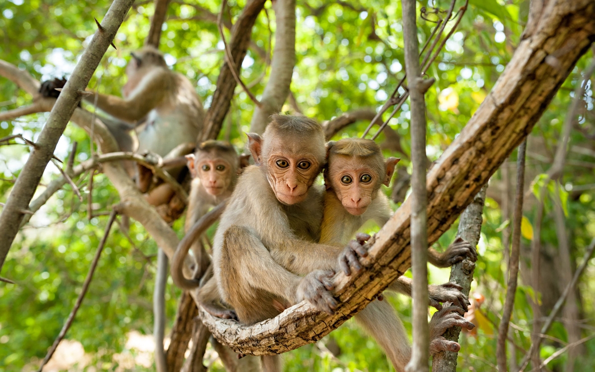 Les macaques du film Au royaume des singes