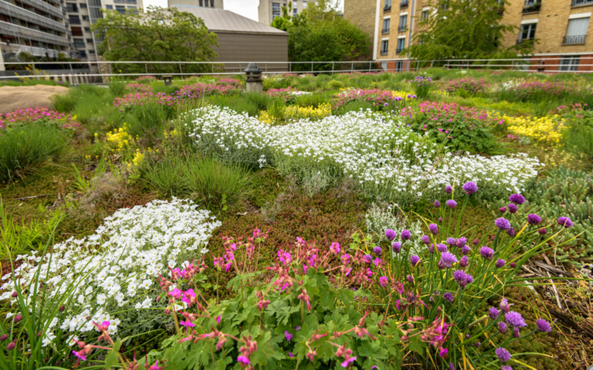 2024 02 21 103101_-_Frederic_Combeau_-_Toit_vegetalise_ecole_5_rue_Lacordaire_75015_preview