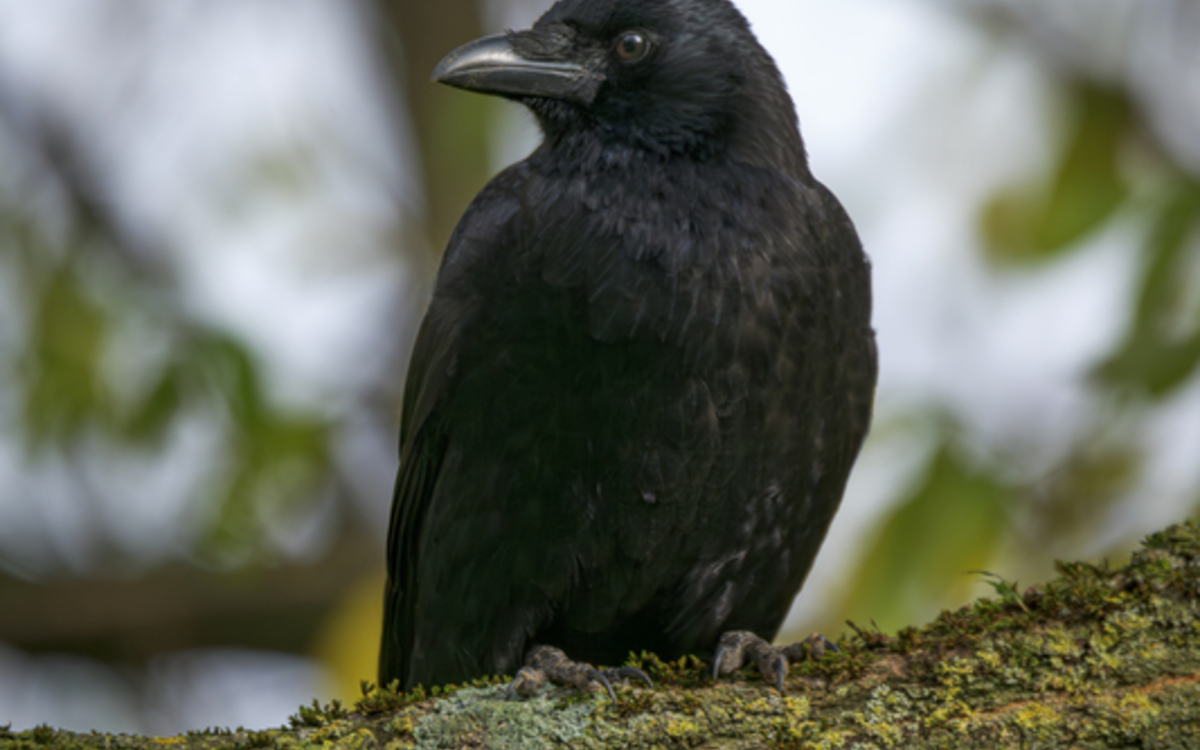 2024 02 12 106660_-_Frederic_Combeau_-_Corneille_noire_Corvus_corone_preview