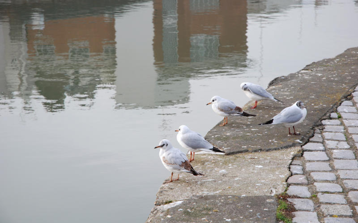 2024 02 07 30286_-_Thierry_Guillaume_preview