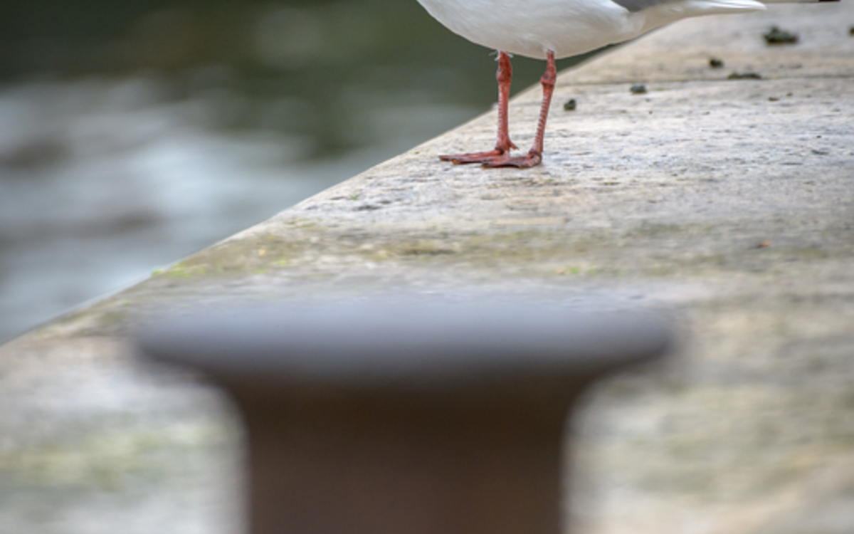 2024 02 13 101283_-_Frederic_Combeau_-_Mouette_rieuse_preview