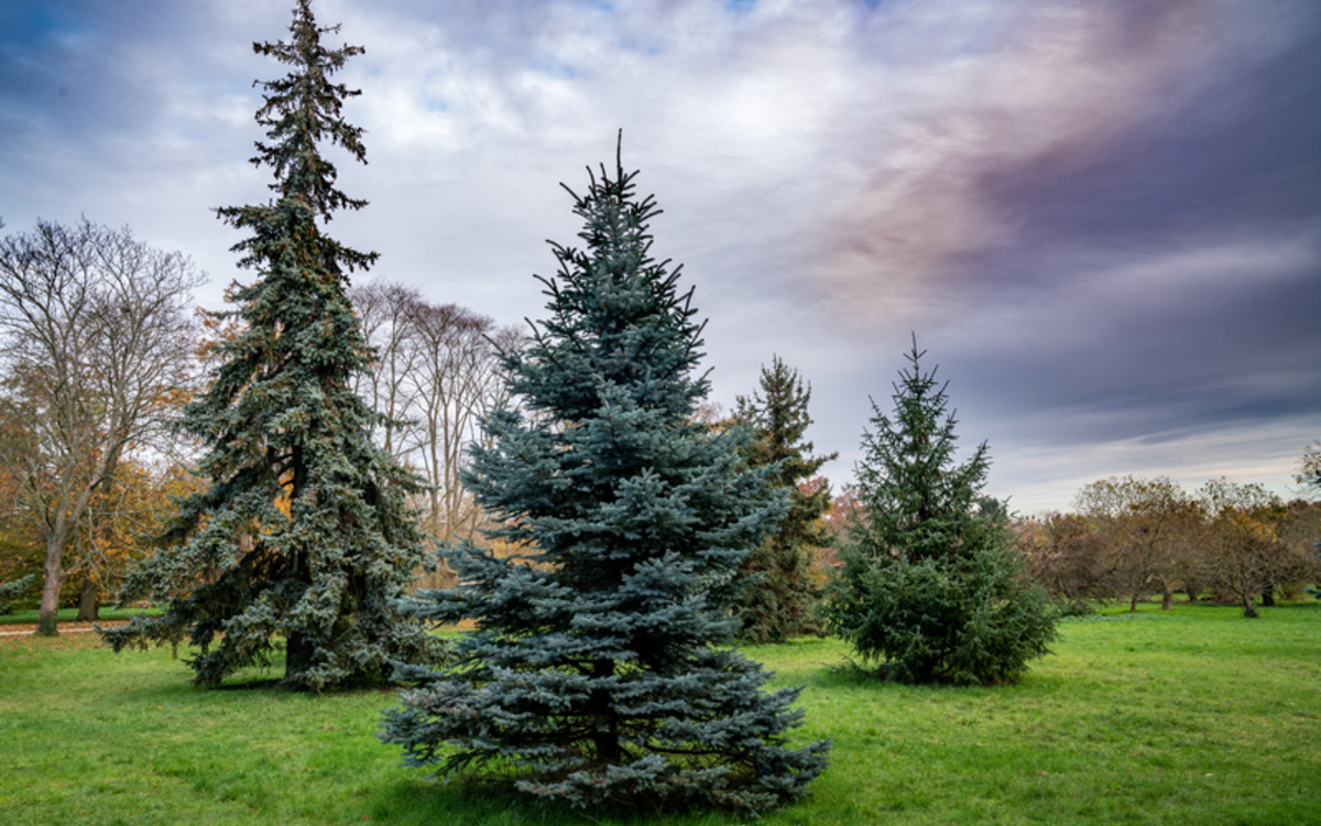2024 02 07 87163_-_Clement_Dorval_-_Automne_a_lArboretum_de_Paris_preview