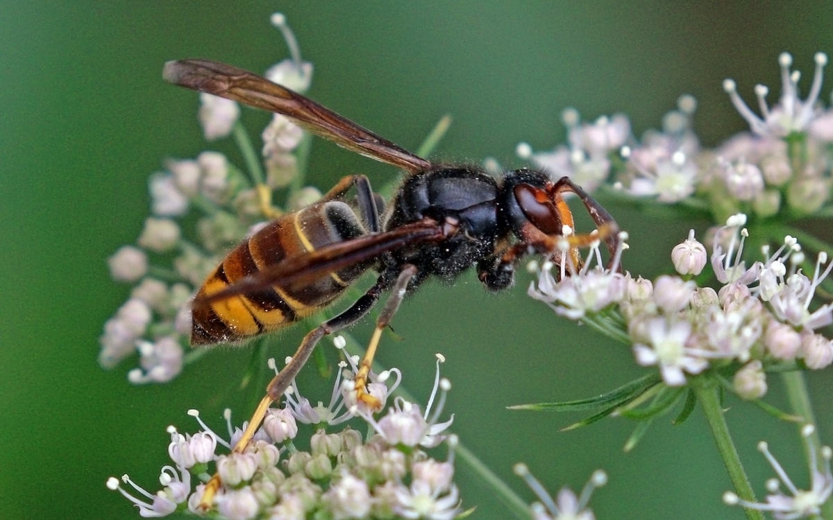 2024 02 27 Asian_hornet_(Vespa_velutina) CC-Charles J. Sharp