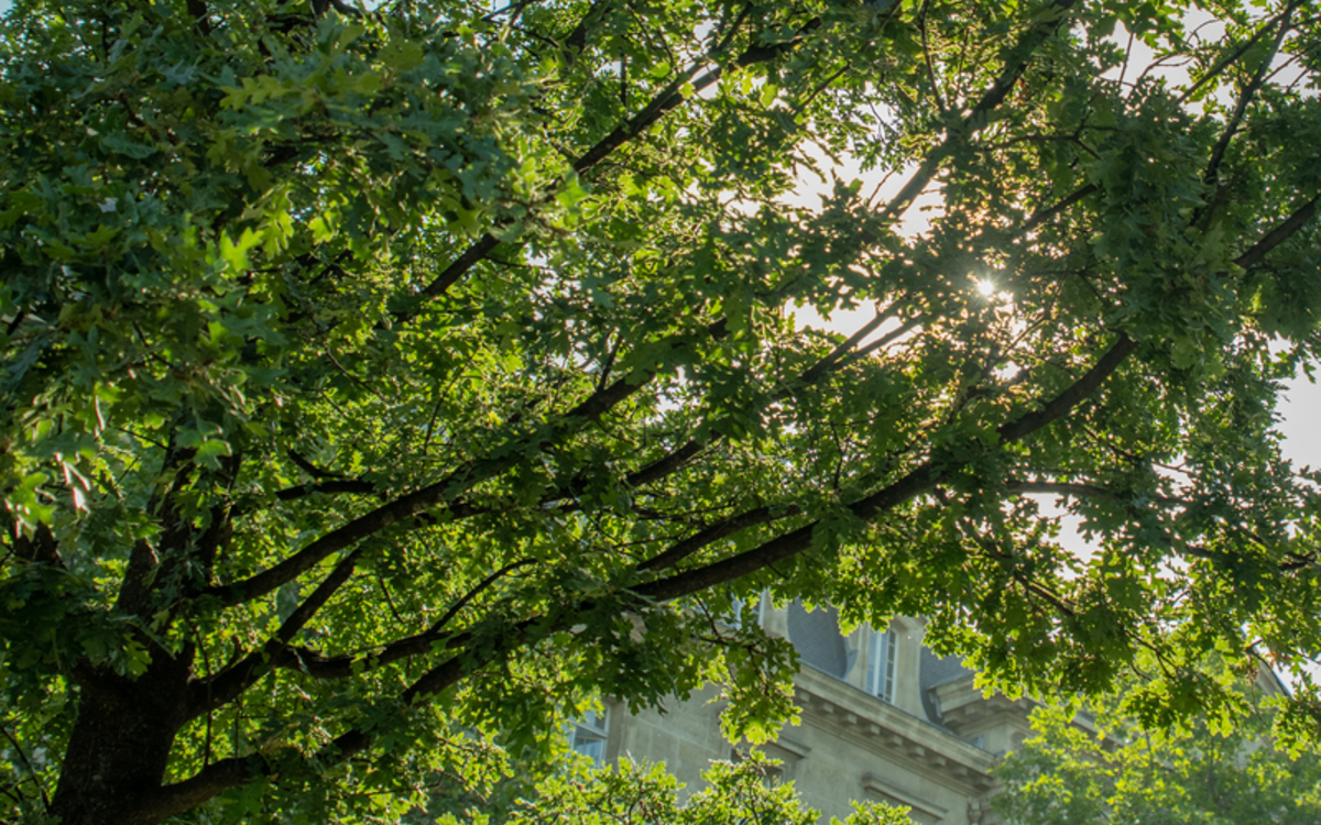 2024 02 19 104388_-_Dana_Escalera_-_Chene_chevelu_Place_de_la_Republique_preview