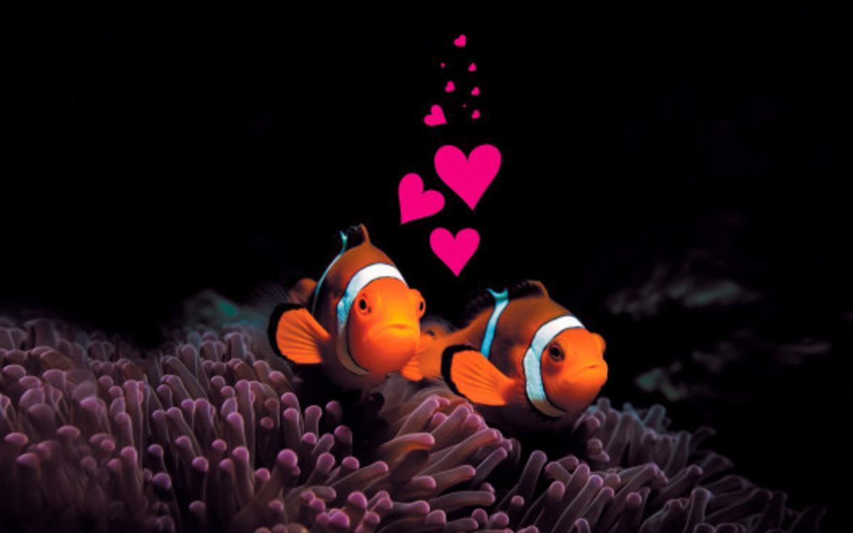 Soirée Saint Valentin