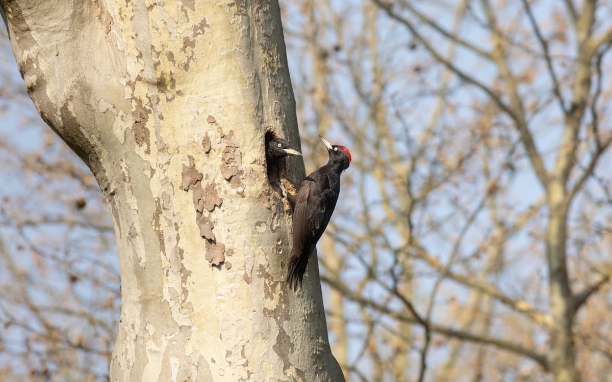 Couple de pics noirs dans le bois de Boulogne, avril 2021
