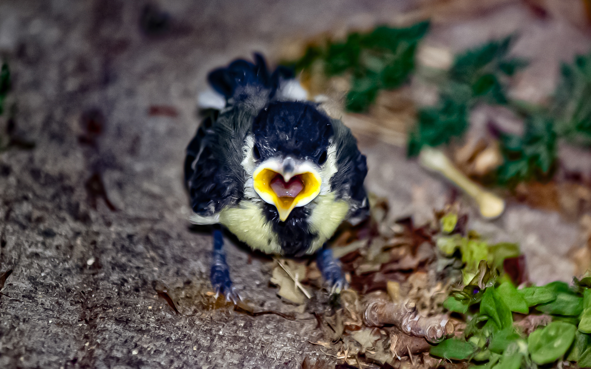 mouette en bord de Seine, Paris Centre