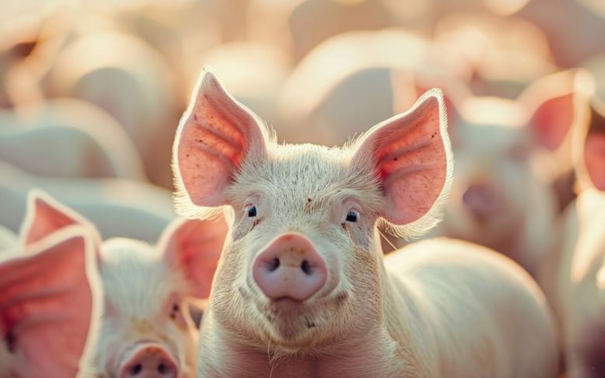 Elevage de cochons