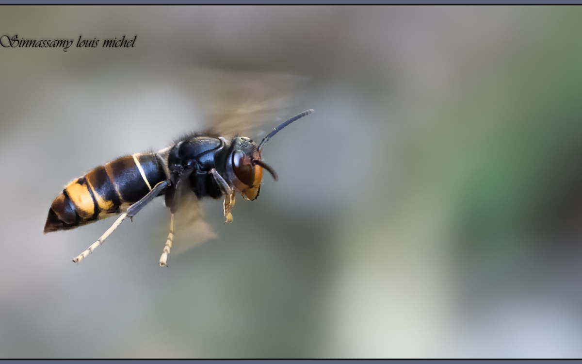 03 26 Frelon à pattes  jaunes ©Michel Louis Sinnassamy
