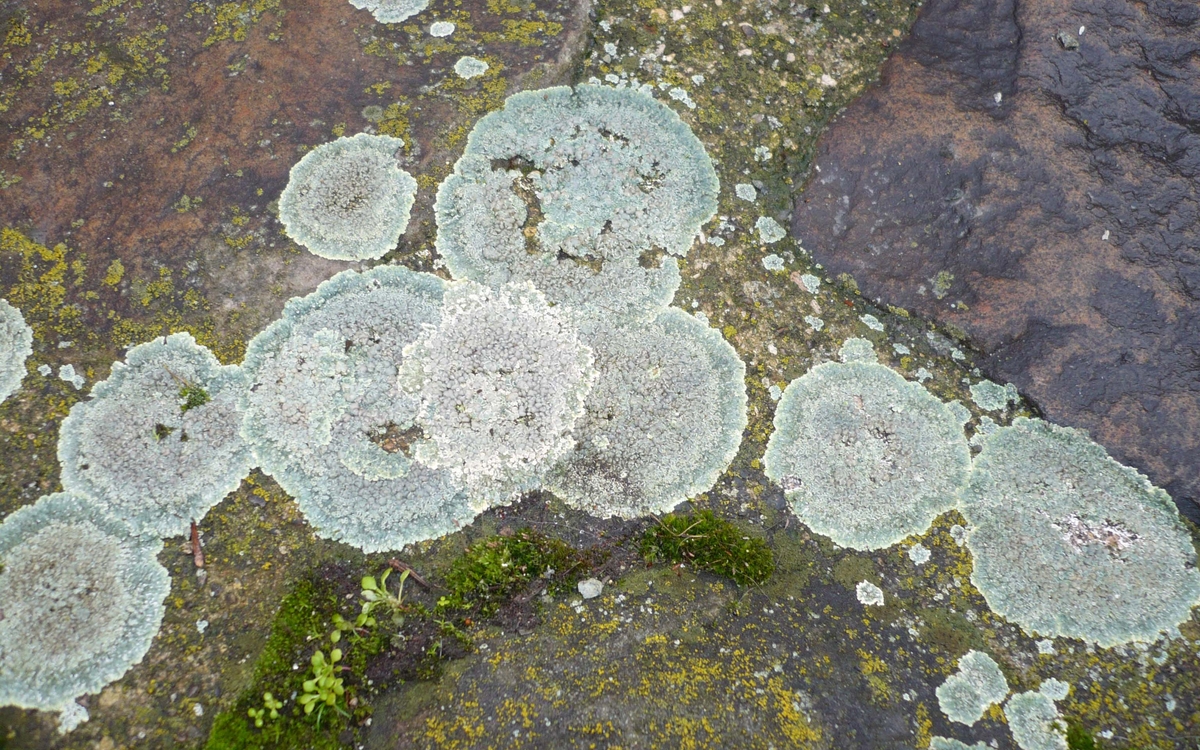 03 27 lichen, lecanore des murs (Lecanora mura ) et mousse, barbule des murs (Tortula muralis) ©Xavier JAPIOT copie