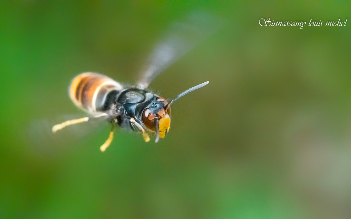 03 19 Frelon asiatique ©Michel Louis Sinnassamy_o