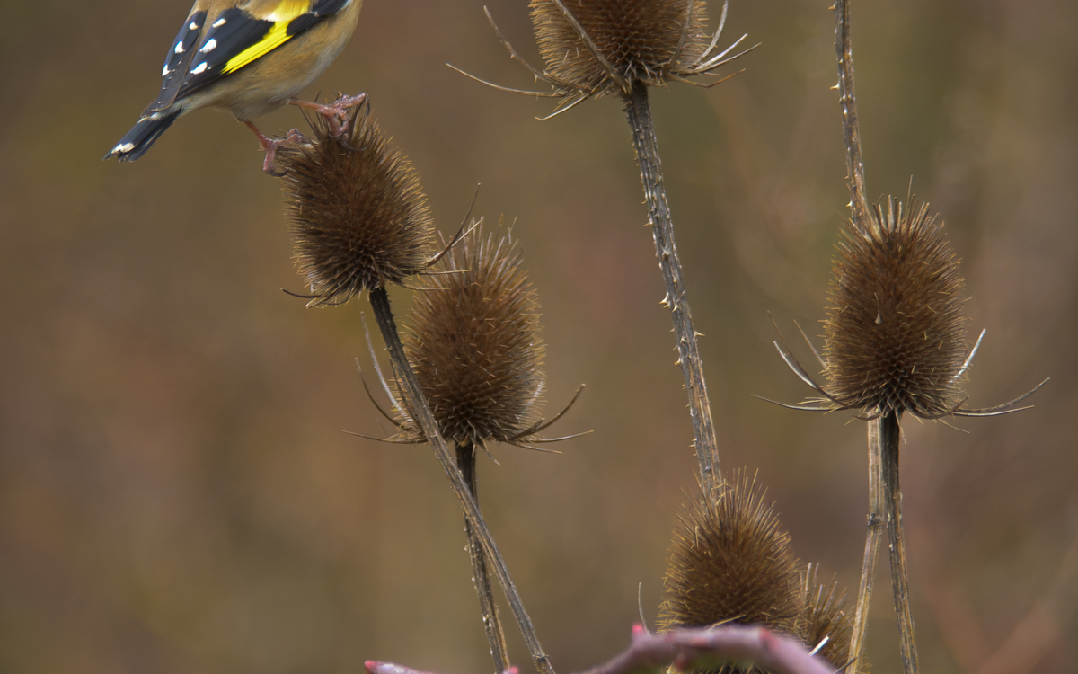 03 05 Oiseaux des Jardins ©Frederic_Combeau_-_Chardonneret_elegant_Carduelis_carduelis