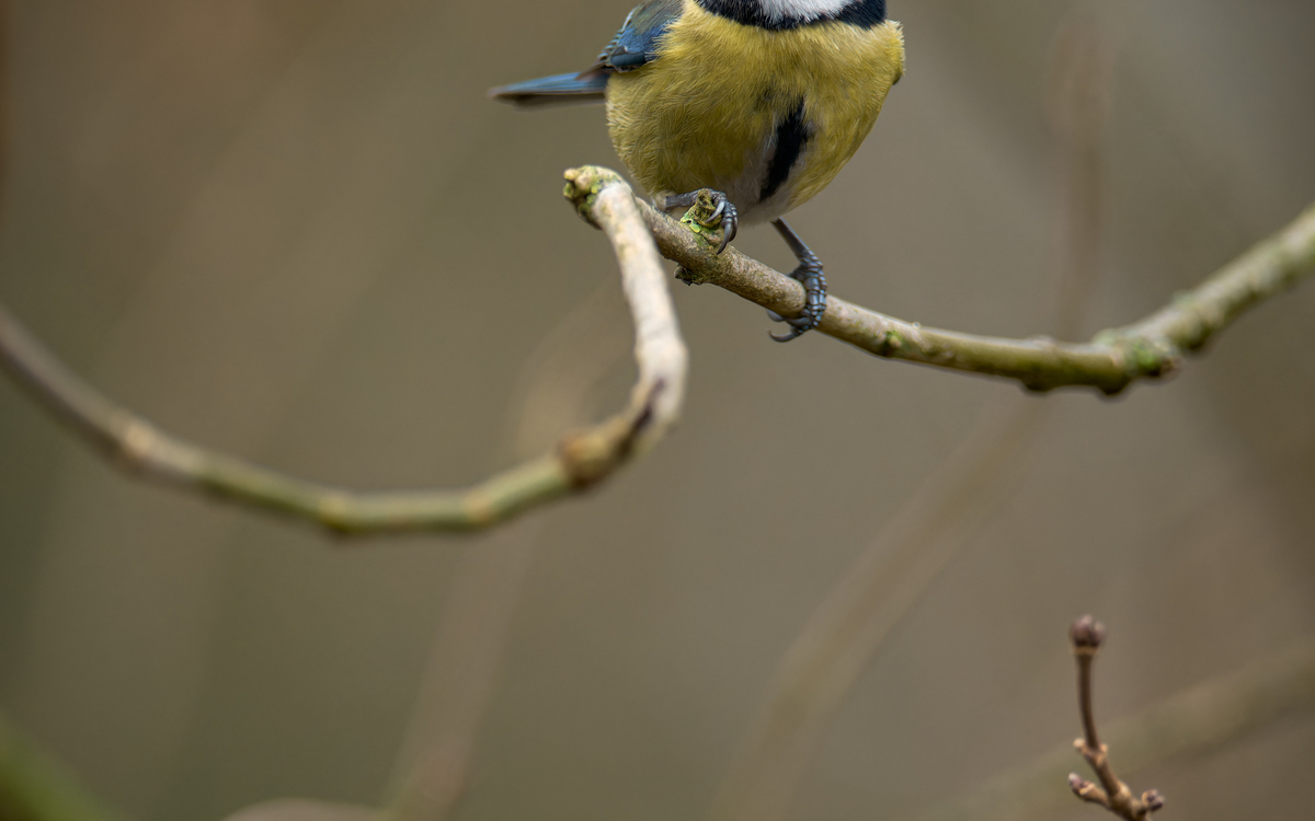 03 08 Oiseaux des   jardins ©Frederic_Combeau_-_Mesange_bleue_Cyanistes_caeruleus