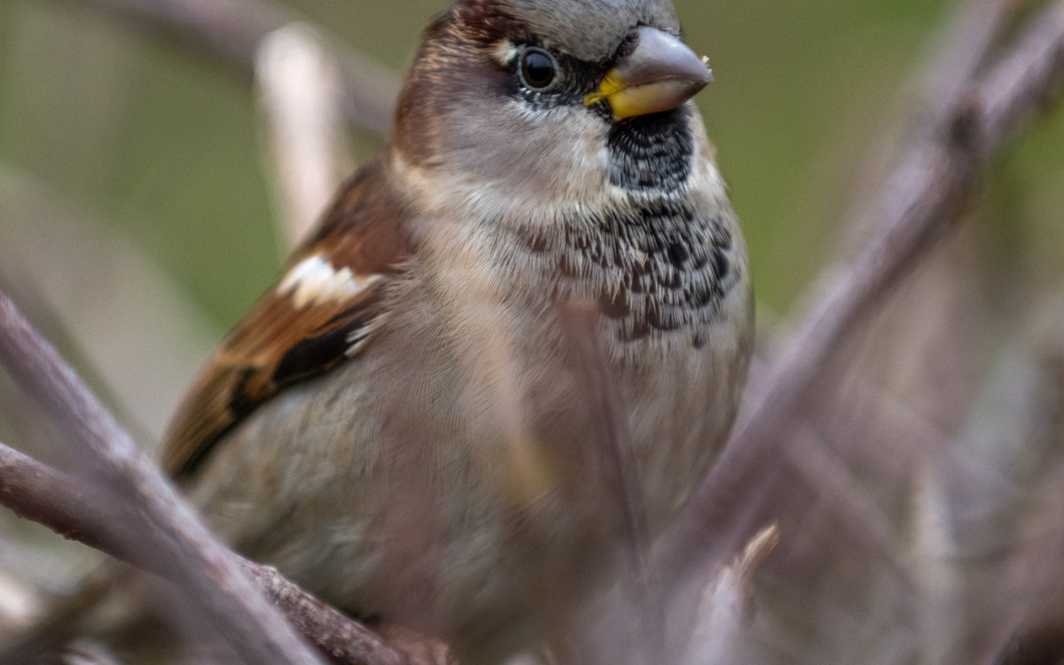 03 20 Les moineaux de Paris ©Dana_Escalera_-_Moineau_domestique_Passer_domesticus