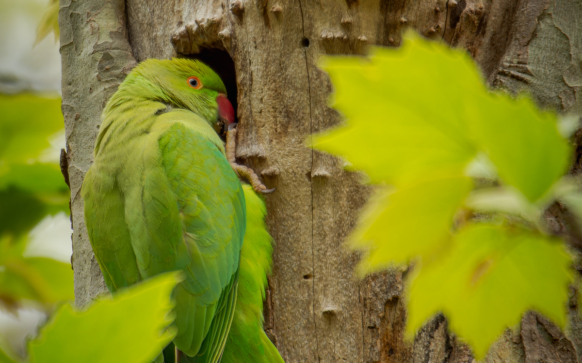 03 21 Perruche à collier ©_Frederic_Combeau_-_Perruche_a_collier_Psittacula_krameri