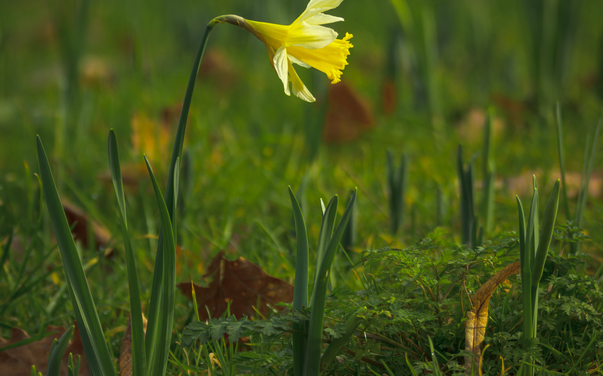 03 29 Fleurs de printemps ©_Frederic_Combeau_-_Bulbes_Narcissus_pseudonarcissus