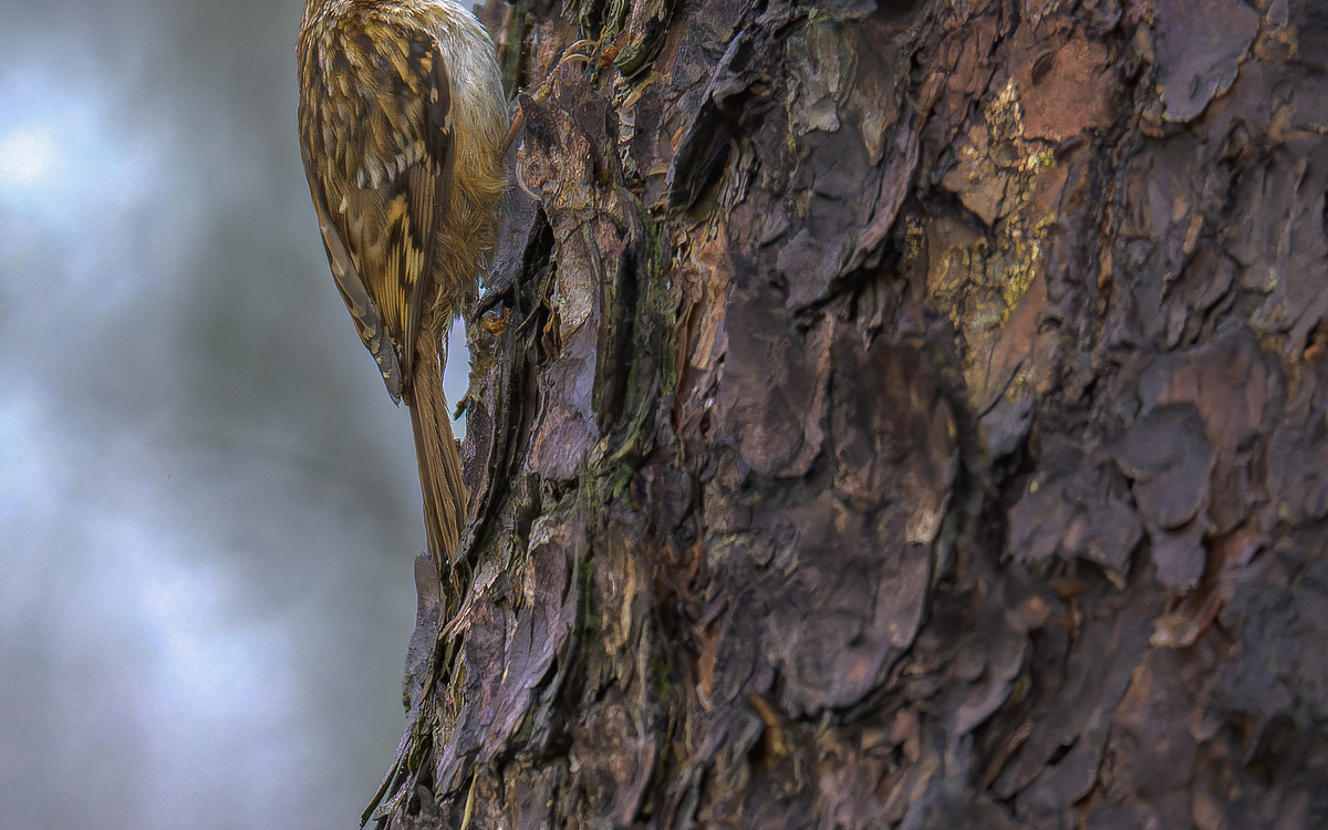 03 18 Chants d'oiseaux © Frederic_Combeau_-_Grimpereau_des_bois_Certhia_familiaris