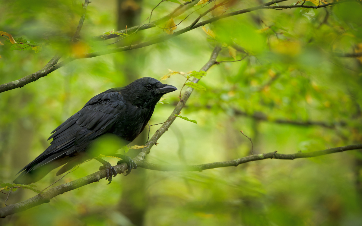 03 16 Vivent les corneilles F Jiguet©Frederic_Combeau_-_Corneille_noire_Corvus_corone