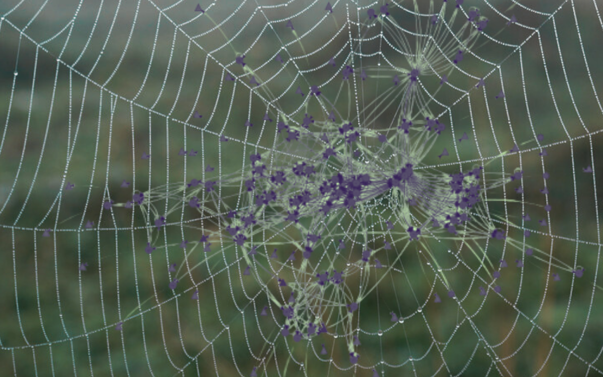 montage photo d'une toile d'araignée avec une simulation de réseau aérien pris dedans