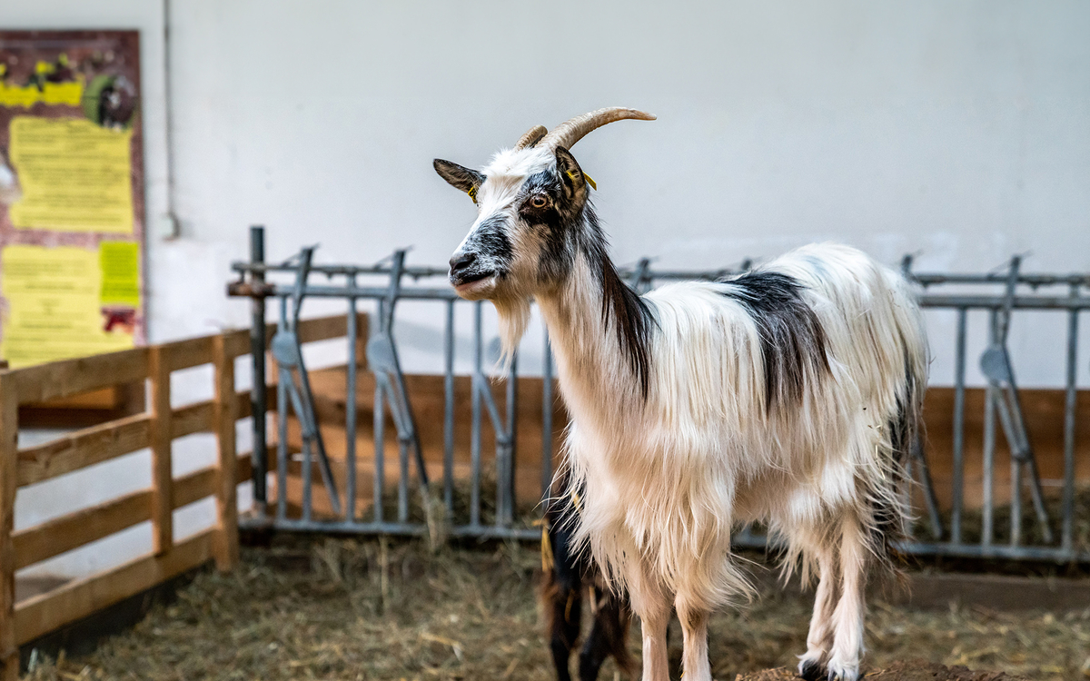 Une chèvre de la Ferme de Paris