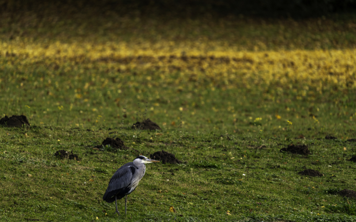 16-04_Sonia_Yassa_-_Bois_de_Boulogne_-_Ile_du_Lac_Inferieur_preview