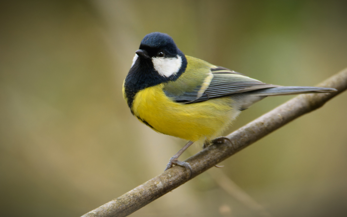 08-04_-_Frederic_Combeau_-_Mesange_charbonniere_Parus_major_preview