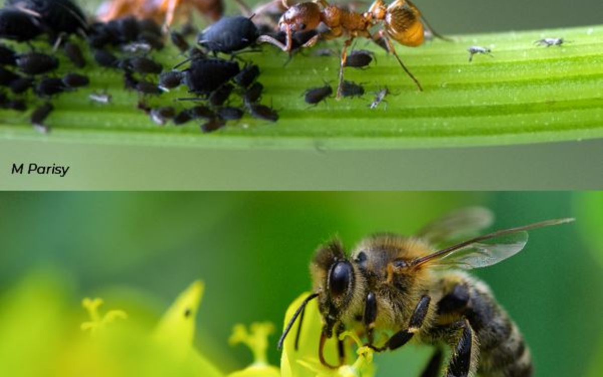 03-04 Fourmi et abeille