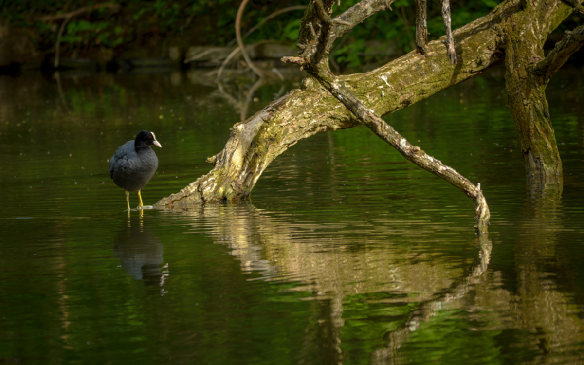 09-04_-_Frederic_Combeau_-_Foulque_macroule_Fulica_atra_preview