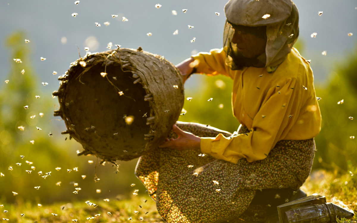 HONEYLAND / Projection Rencontre