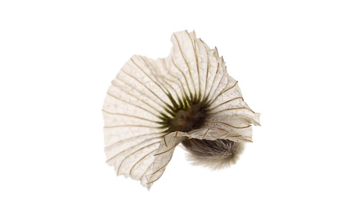 CAPRIFOLIACEAE — Lomelosia stellata (L.) Raf. Scabieuse étoilée © Thierry Ardouin / Tendance Floue / MNHN