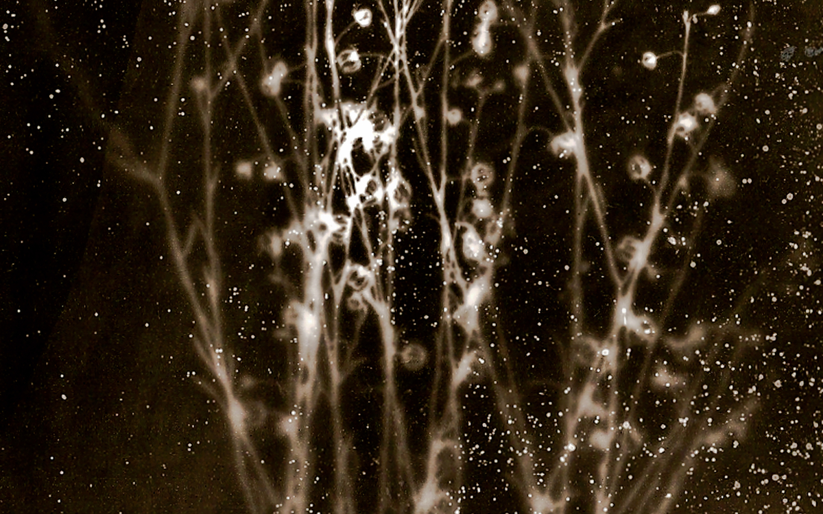 Linum strictum, Zone d’Exclusion, Tchernobyl, Niveau de radiation  1.7 µSvh, Tchernobyl Herbarium, 2011