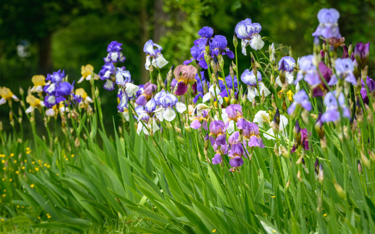 Iris parc floral