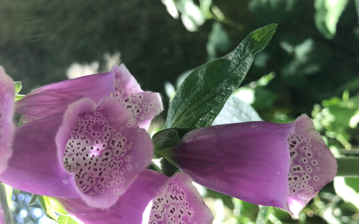 Sortie botanique à Rambouillet avec EcoNature
