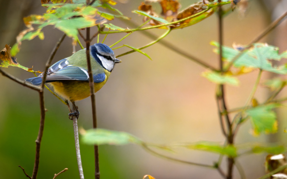 04 oiseaux arbo_Frederic_Combeau_-_Mesange_bleue_Cyanistes_caeruleus_preview