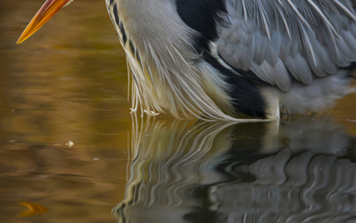 07_Frederic_Combeau_-_Heron_cendre_Ardea_cinerea_preview