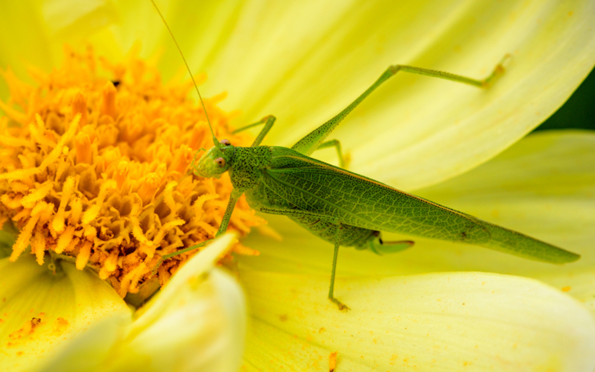 26_Frederic_Combeau_-_Sauterelle_verte_preview