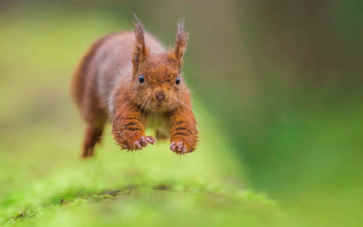 23-Ecureuil-©-Nicolas-Davy