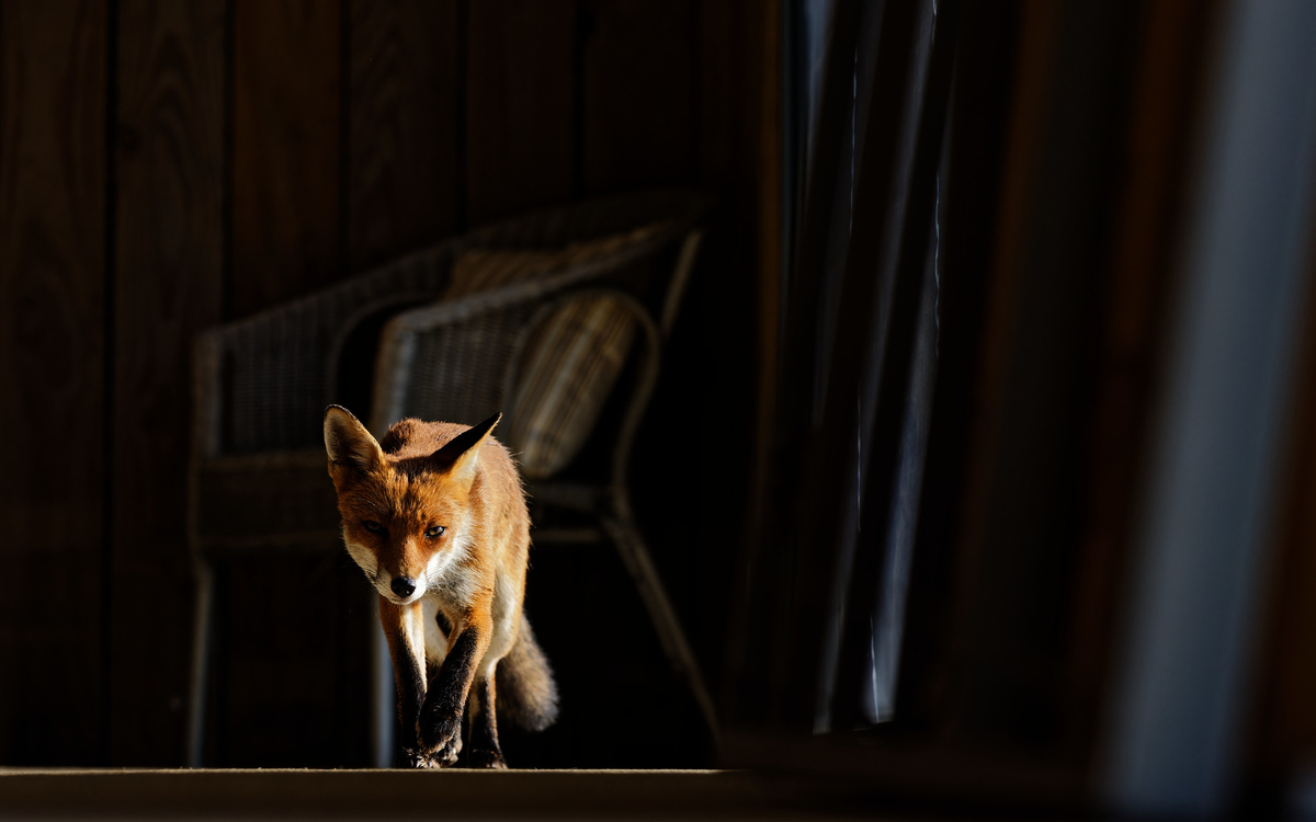 Paris Sauvage_Renard ©Nicolas DAVY (1)