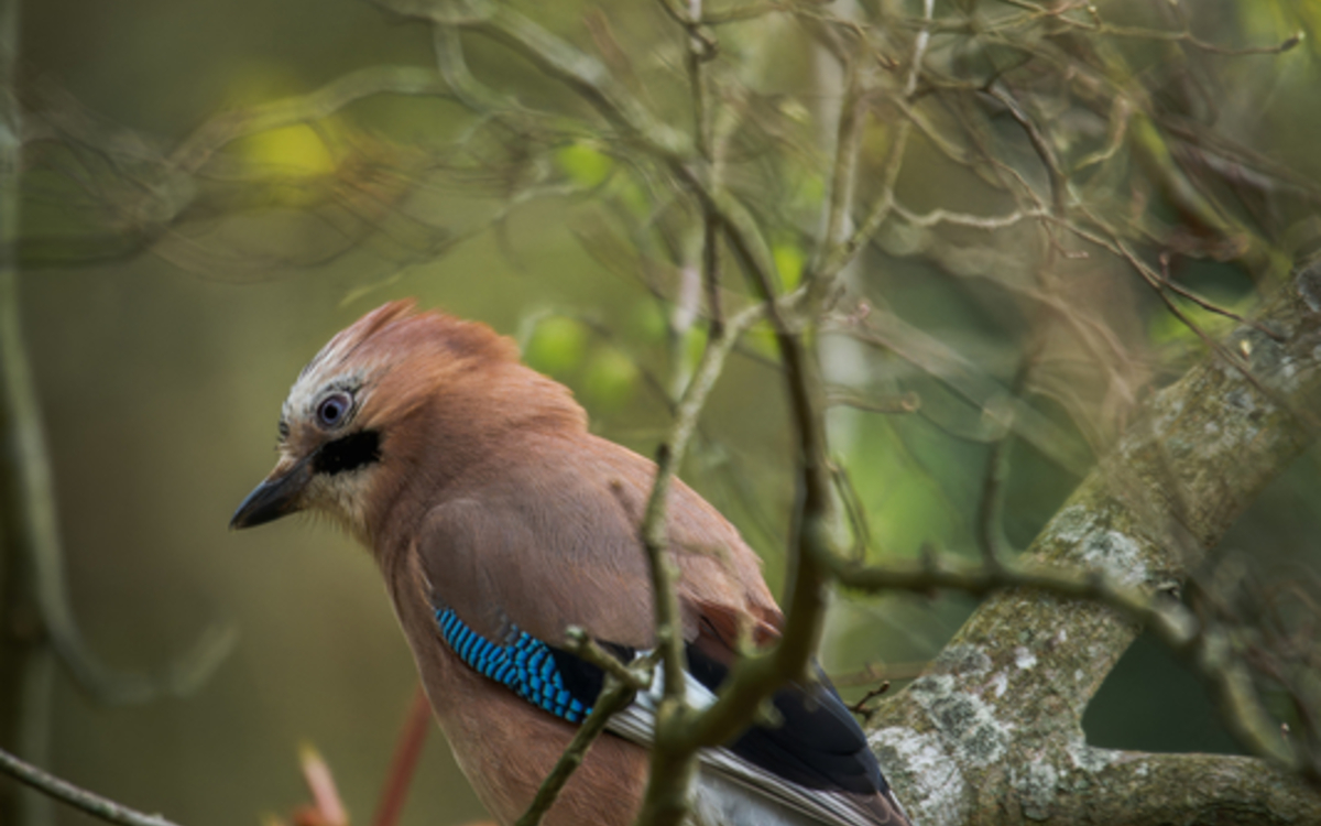 19-Frederic_Combeau_-_Geai_des_chenes_Garrulus_glandarius_preview