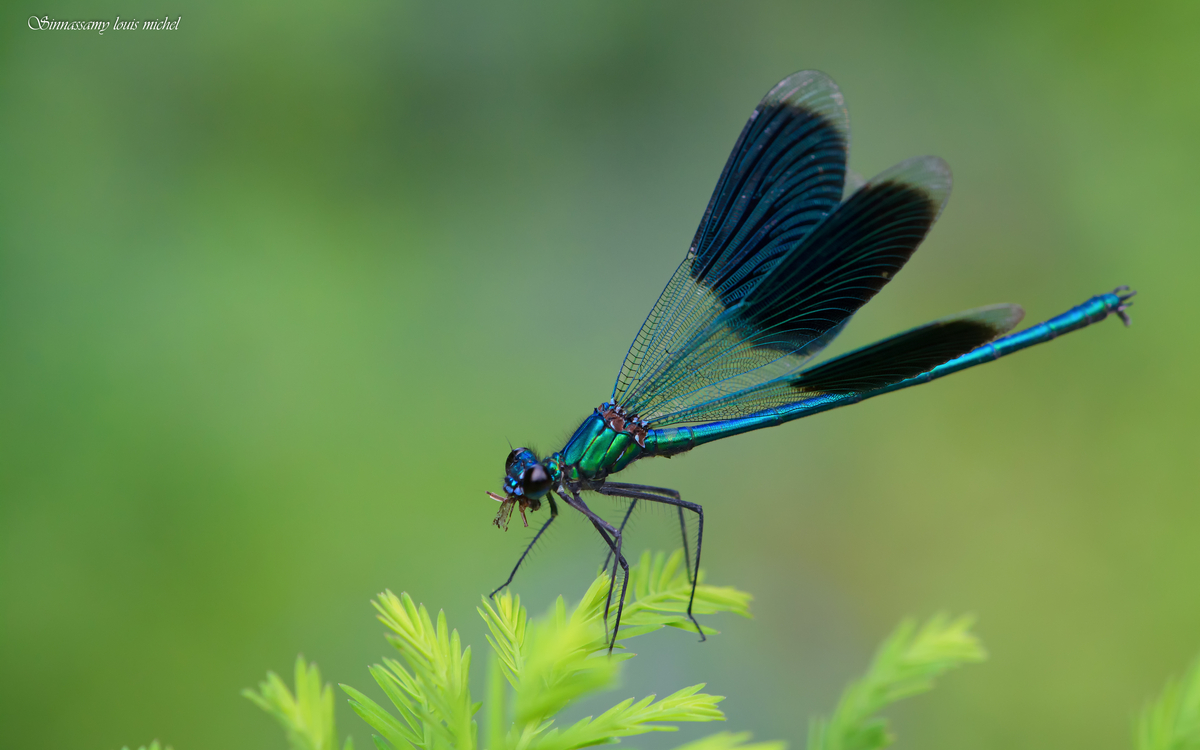 16 Calopteryx splendens ( lac de créteil ) (18)