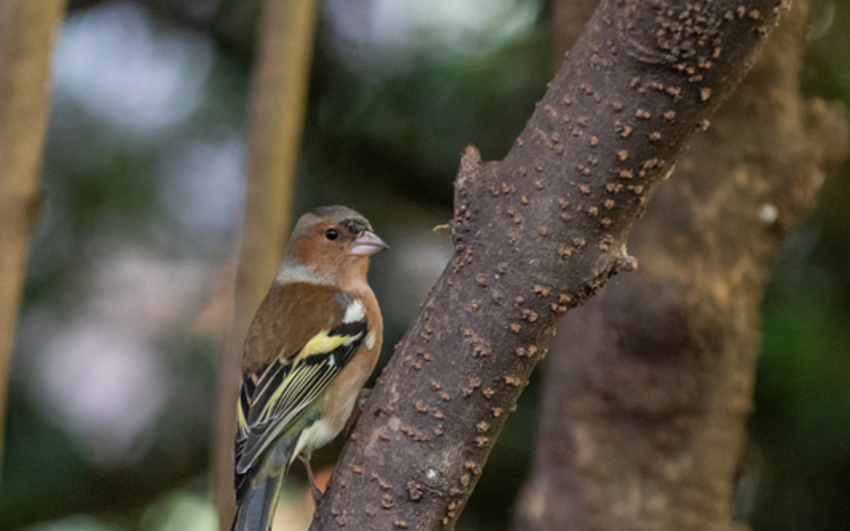 11_Dana_Escalera_-_Volatiles_preview