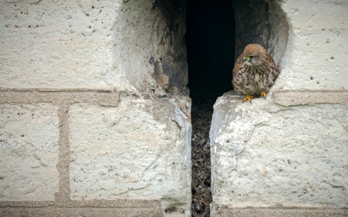 12_Frederic_Combeau_-_Faucon_crecerelle_Falco_tinnunculus_preview