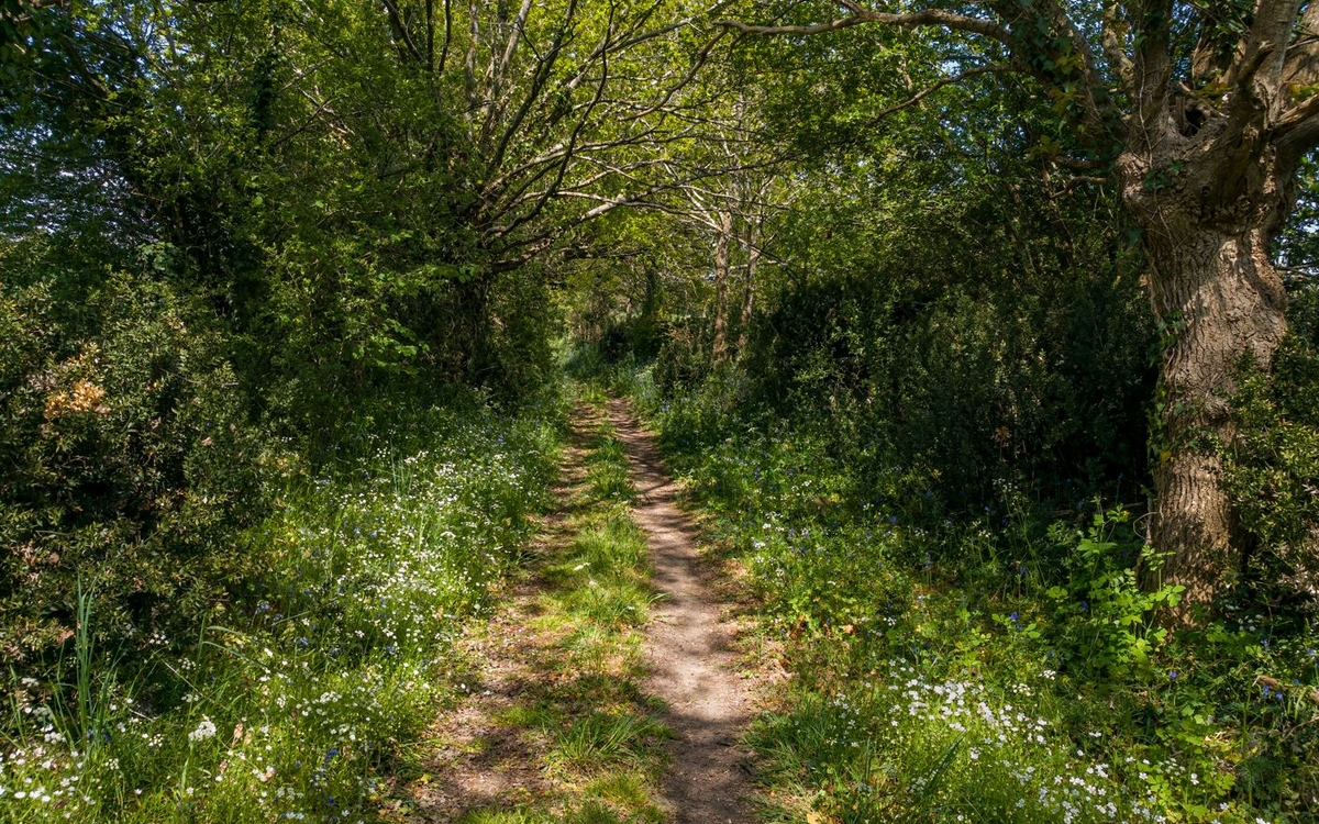 Chemin creux entre  deux haies
