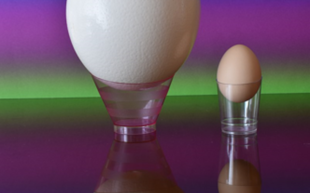 2024 08 04 Comprendre la nature en la simulant_Oeuf CC-Annatsach Wikipedia