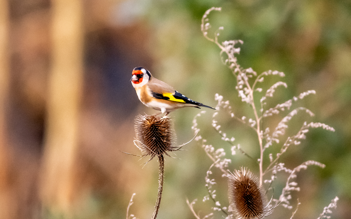 2024 07 12 Sortie ornithologique pour les plus jeunes   ©_Dana_Escalera_-_Chardonneret_elegant_Carduelis_carduelis